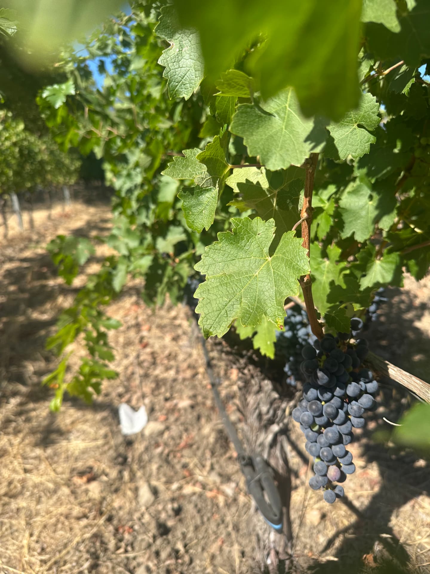 A Ninth Acre vineyard row beneath a sunlit hillside